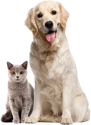 cat and dog image