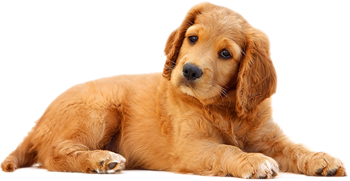 dog picture
