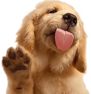 puppy picture