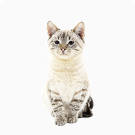 pet-freddie