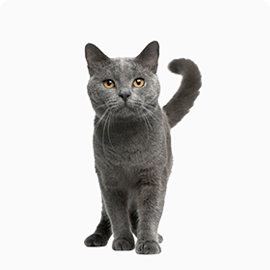 pet-katrine