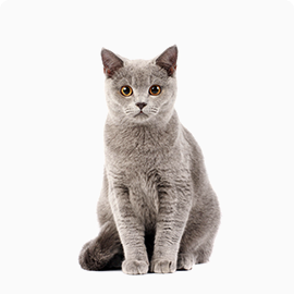 pet-timmy