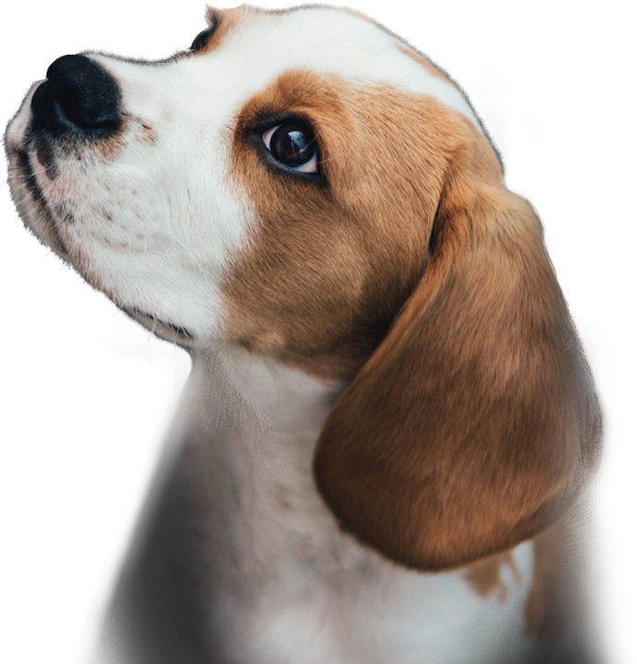 puppy-image